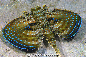 Flying Gurnard. I just love that these guys have little h... by Suzan Meldonian 